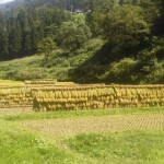 小谷の稲刈り